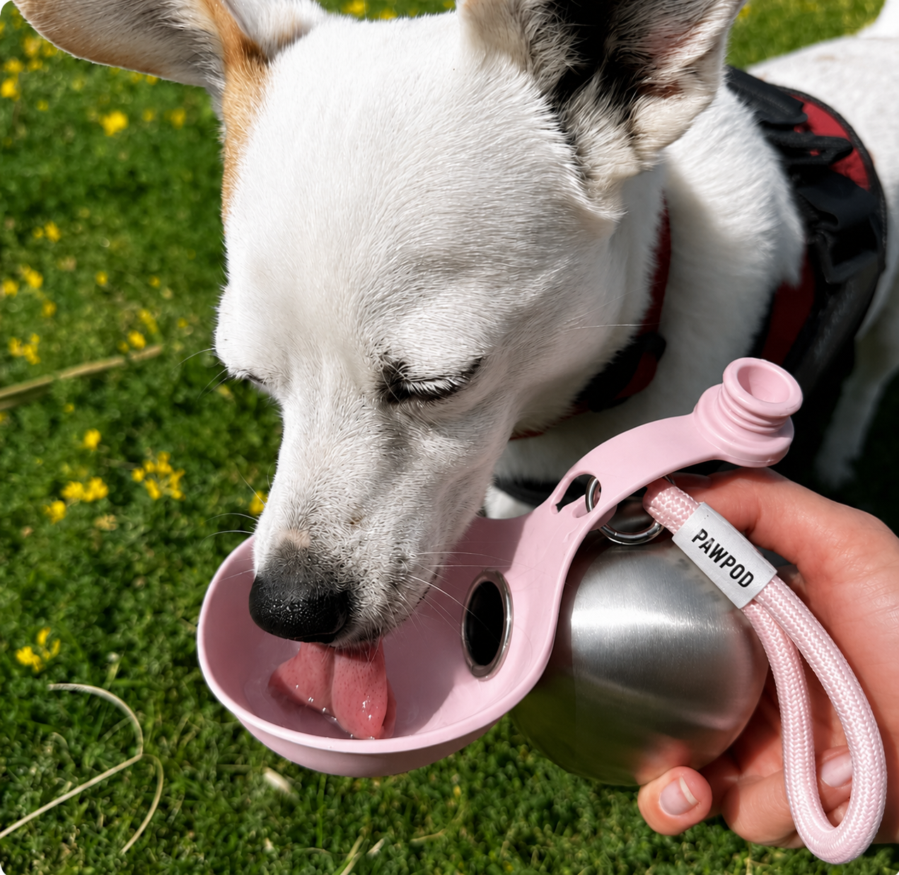 PawPod