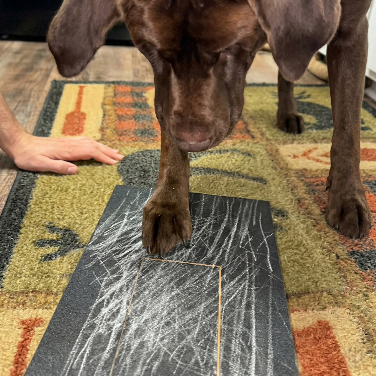 ScritchFun
